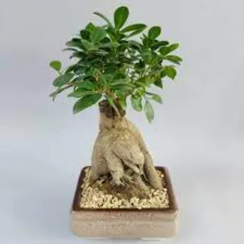 Modern Bonsai Plant